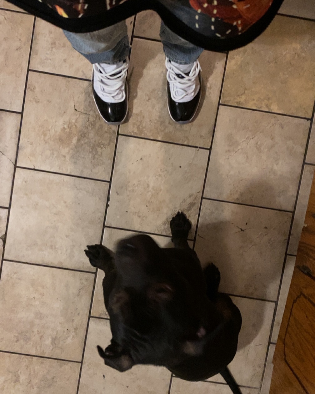 Jordan 11s and a black bulldog